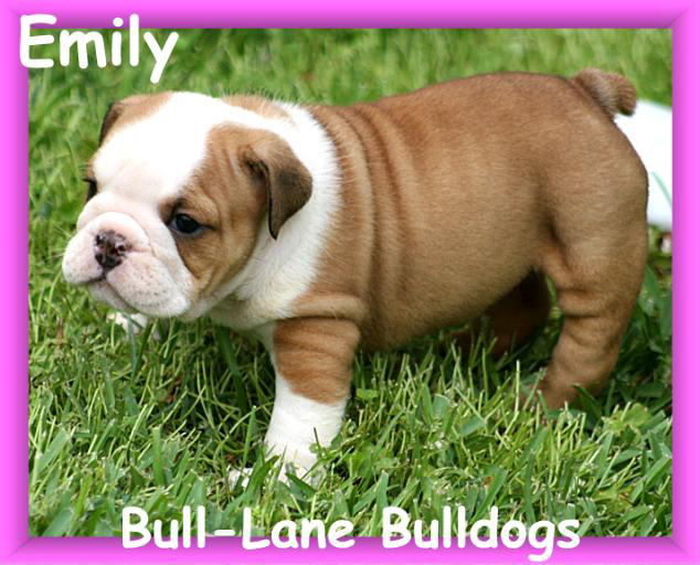 bulldog puppy