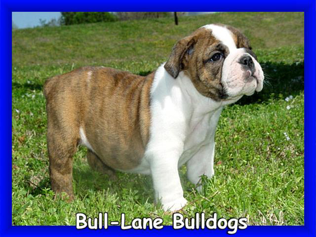 bulldog puppy