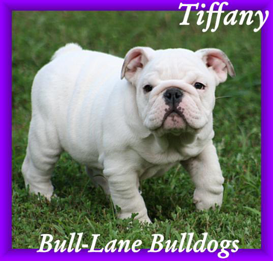 bulldog puppy