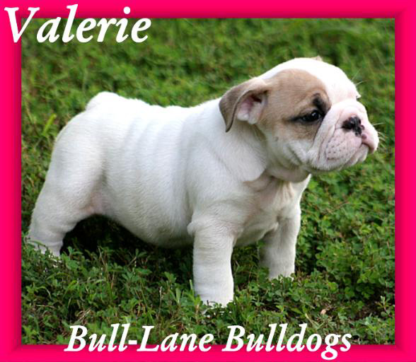 bulldog puppy