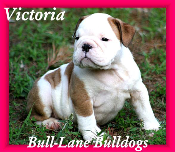 bulldog puppy