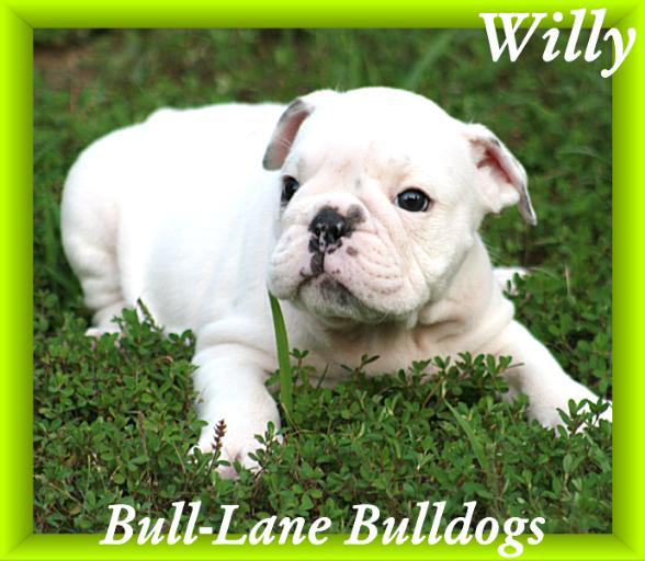 bulldog puppy