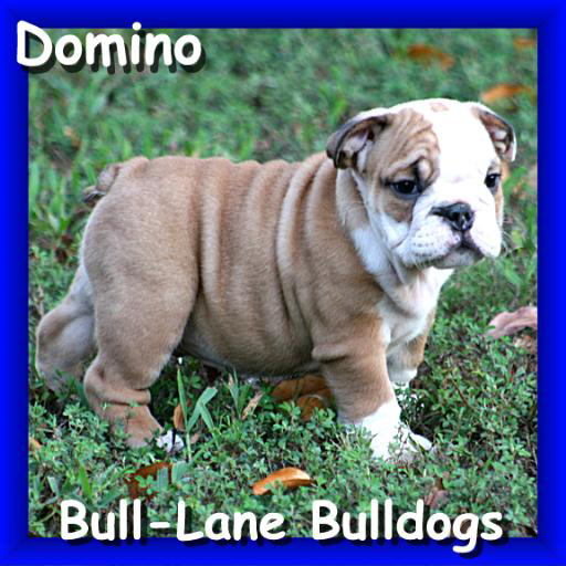 english bulldog puppy