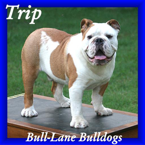 English Bulldog